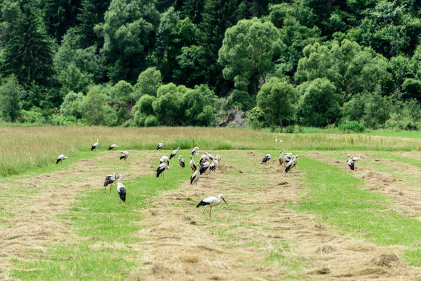 Group of White Storks Around In The Field. Stork Colony.  - Φωτογραφία, εικόνα