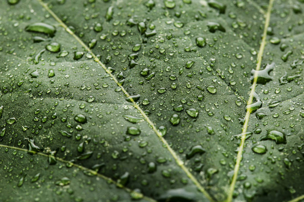 Background of green leaf with water drops - Φωτογραφία, εικόνα