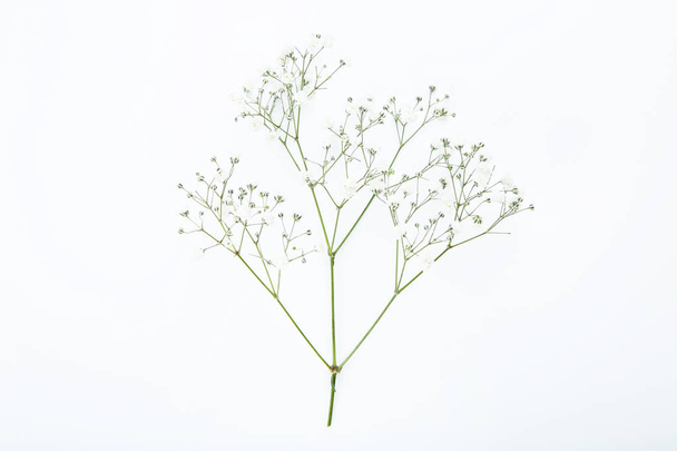 Gypsophila flowers on white background - Valokuva, kuva