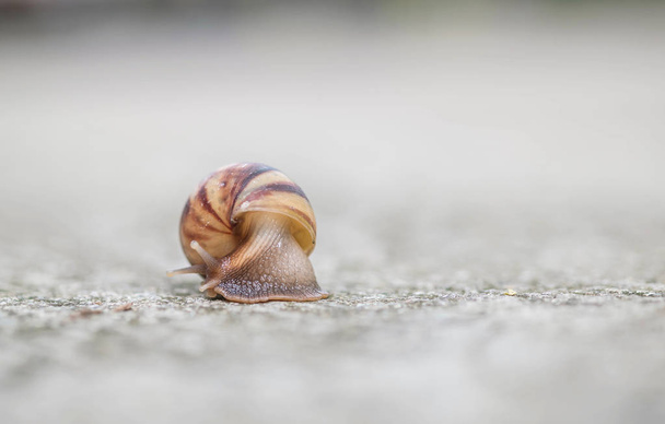 Close up a snail moving on street floor in the outdoor textured background
 - Фото, изображение