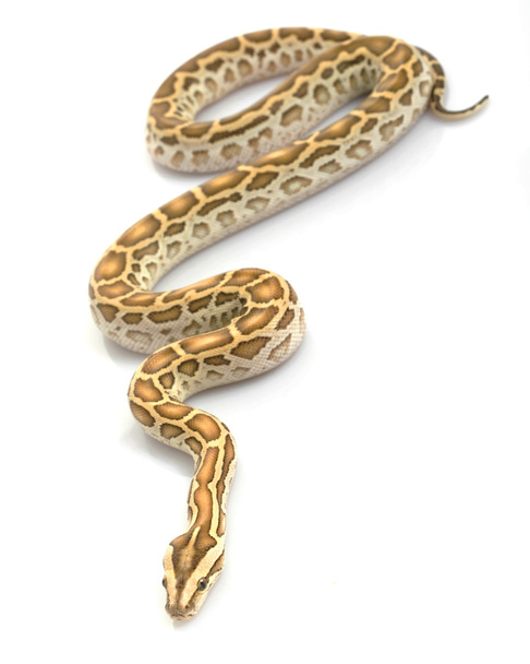 Hypo Burmese Python ( - Фото, изображение
