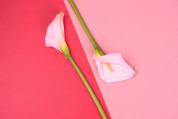 Прекрасний рожевий фон з білими калюсами. Ніжні квіти
 - Фото, зображення