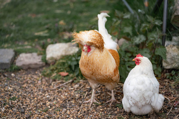 Hühner ungewöhnlicher Rasse auf dem Hof - Foto, Bild