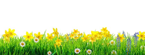 весенние цветы и зеленый фон травы
 - Фото, изображение