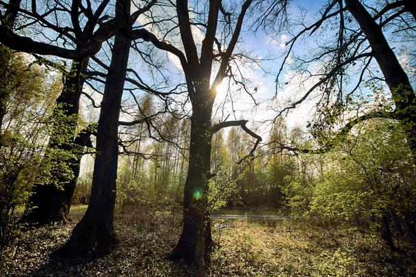 ポーランドのヴロツワフ近くの帯水層。太陽光線と魔法の深い森。ゴージャスな風景。手つかずの自然。サニー, 春の日. - 写真・画像