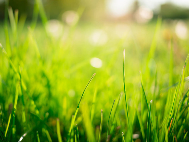 a green grass blurred background - Fotoğraf, Görsel