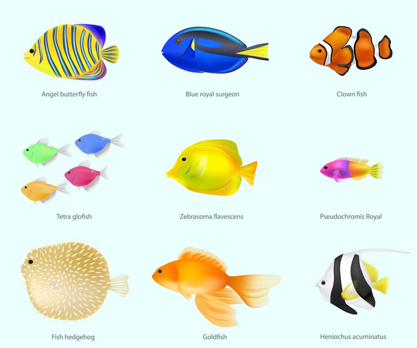 The species of fish set vector illustration - Vettoriali, immagini
