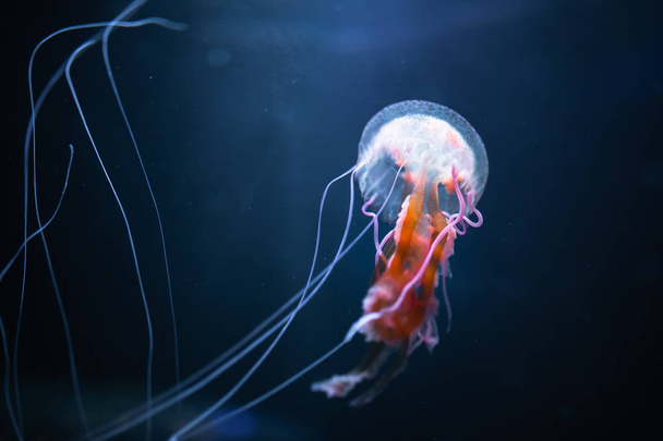 pelagia noctiluca jellyfish underwater - Fotó, kép
