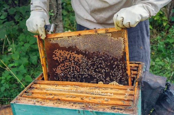 Beehive - 写真・画像