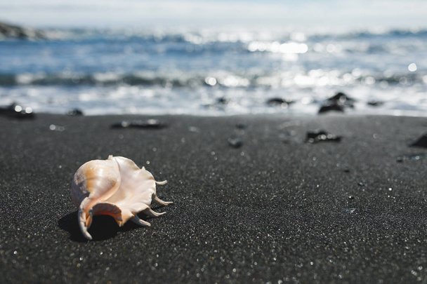big seashell spider conch (lambis truncata) on black sand shore - Photo, Image