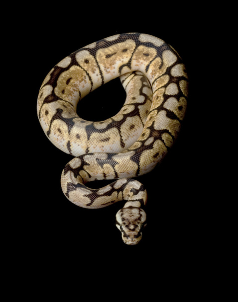 Pan Bumble bee míč python - Fotografie, Obrázek