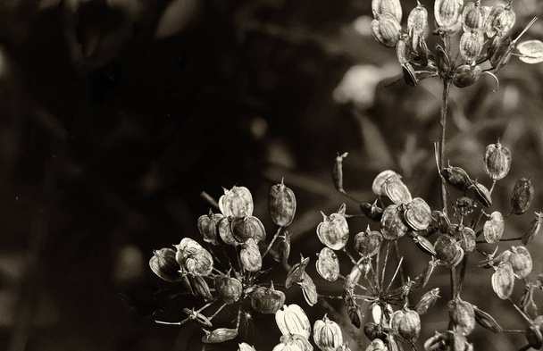 Blízkina himalájského balzám květin a semenců rostoucích v mokzemi u řeky s dešťové kapky - Fotografie, Obrázek