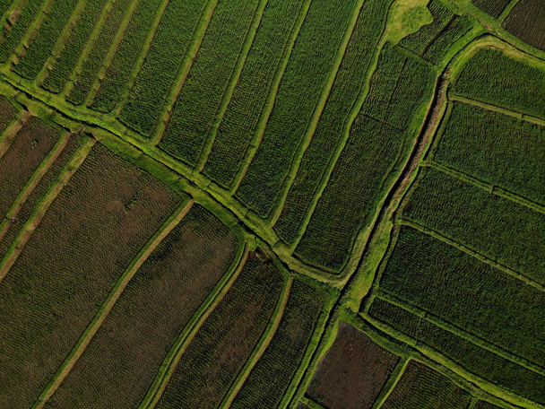 Abstrakcyjne geometryczne kształty działek rolnych w kolorze zielonym. Bali pól ryżowych. Widok lotniczy strzelać z Drone bezpośrednio nad polem - Zdjęcie, obraz