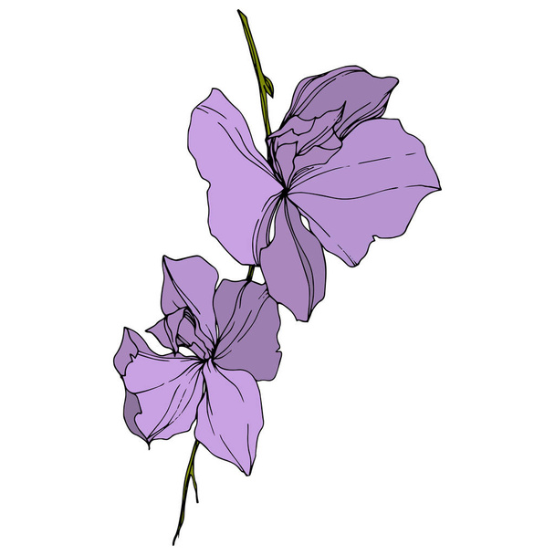 Vector violet orchid flowers isolated on white. Engraved ink art.  - Wektor, obraz