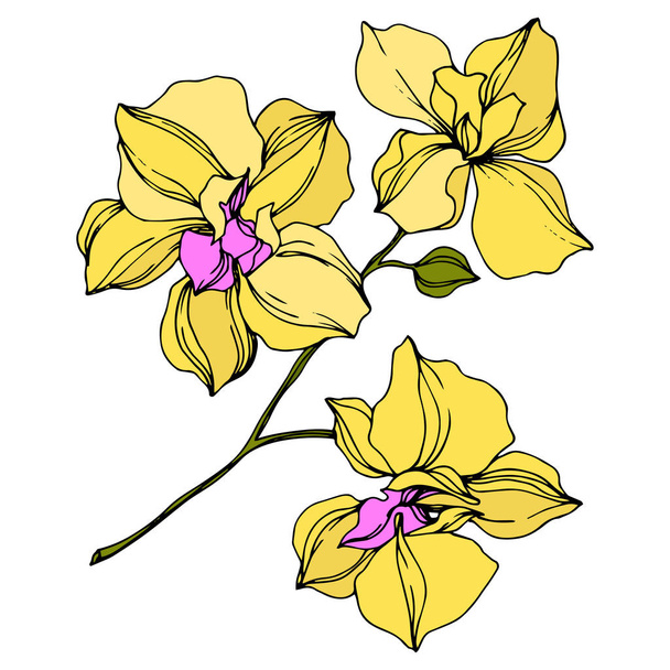 Flores de orquídea amarela vetora isoladas em branco. Tinta gravada arte
.  - Vetor, Imagem