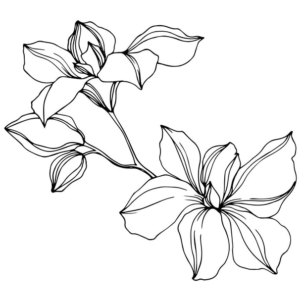 Vector black orchid flowers isolated on white. Engraved ink art.  - Vektor, obrázek