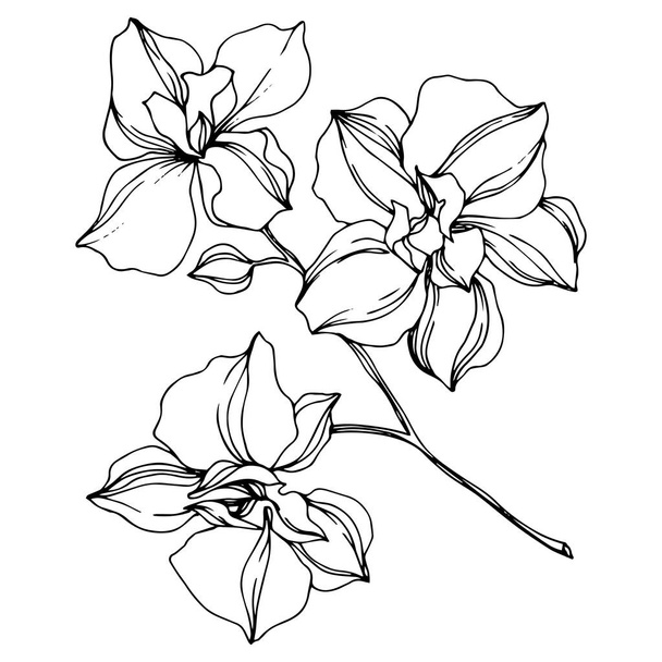 Vector black orchid flowers isolated on white. Engraved ink art.  - Vector, Image
