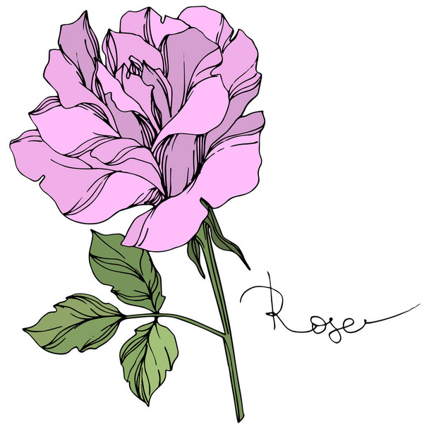 Векторна фіолетова квітка троянди з зеленим листям ізольовані на білому
.  - Вектор, зображення