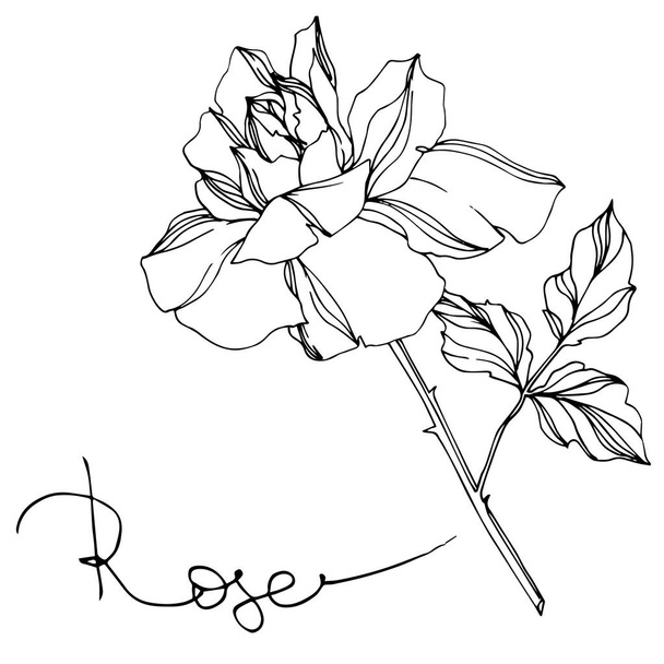 Vector black and white rose with leaves illustration element - Vecteur, image