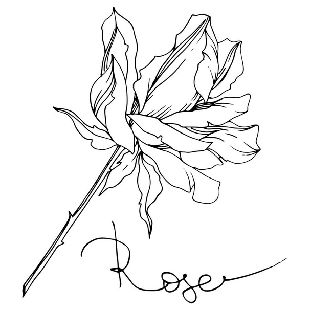 Vector black and white rose with leaves illustration element - Vektor, kép