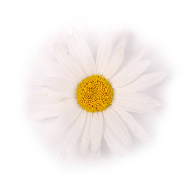One white chamomile flower isolated on white background. - Foto, Bild