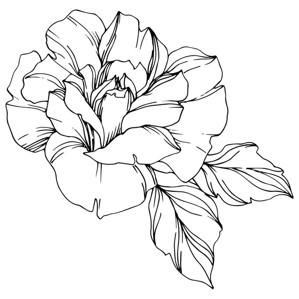 Vector black and white rose with leaves illustration element - Vektor, obrázek