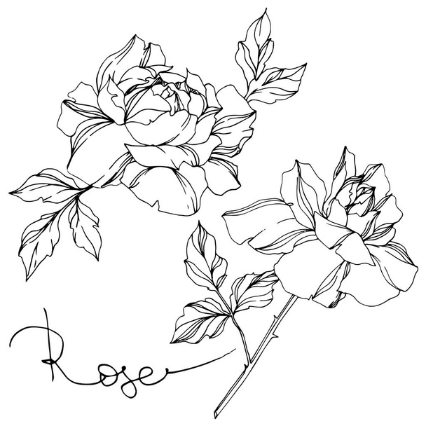Vector rosas en blanco y negro con elementos de ilustración de hojas
 - Vector, Imagen