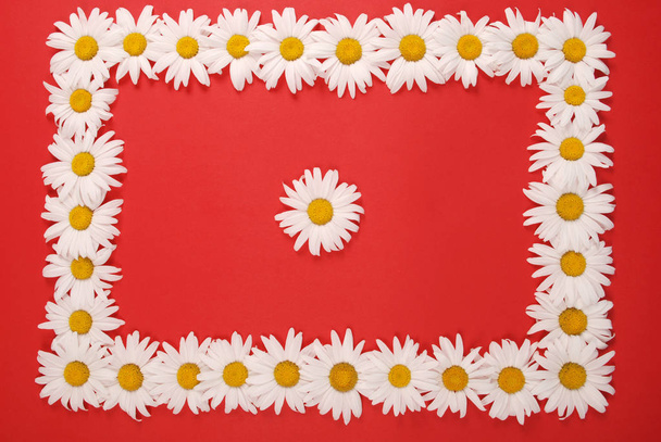 Kamille frame met ruimte voor tekst, Floral Herbal ansichtkaart - Foto, afbeelding