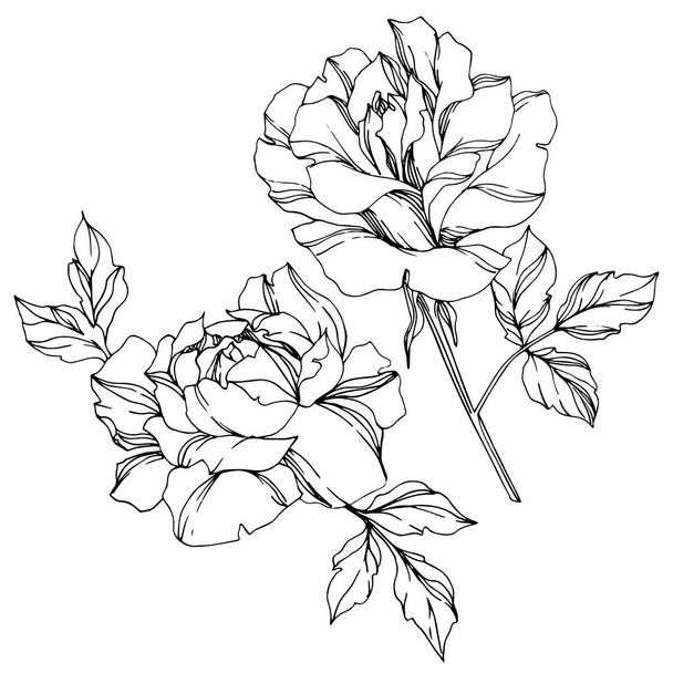 Vector black and white roses with leaves illustration elements - Vetor, Imagem