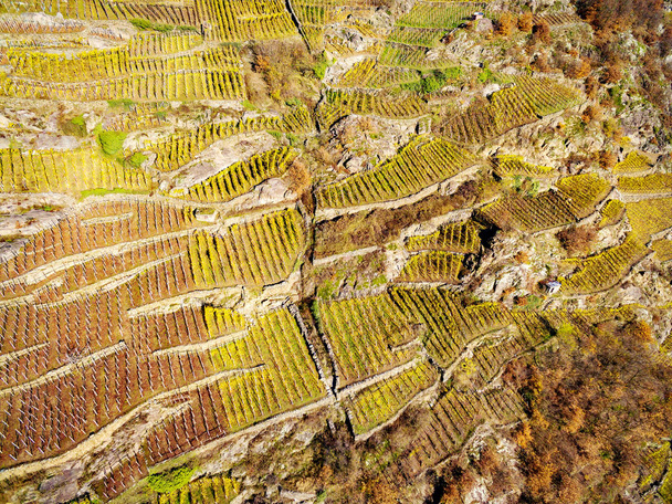 Valtellina (It) - Sassella bölgesinde üzüm bağları havadan görünümü - Sonbahar - Fotoğraf, Görsel