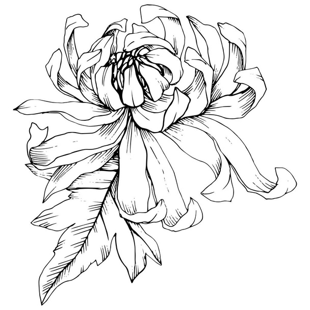 Vector Chrysanthemum flores botánicas florales. Tinta grabada en blanco y negro. Elemento de ilustración de flores aisladas
. - Vector, imagen