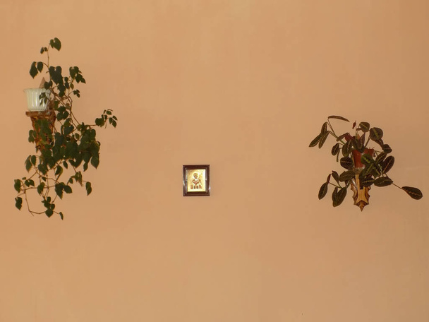 Кроутон (лат. Crton) - род растений семейства Euphorbia (Euphorbiaceae) и
    - Фото, изображение
