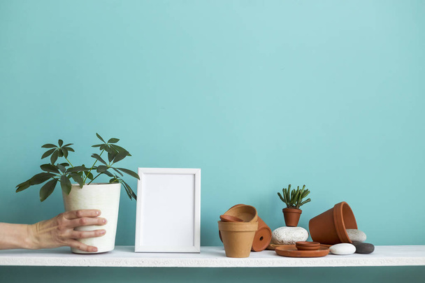 White shelf against pastel turquoise wall with pottery and succulent plant. Hand putting down potted schefflera plant. - Photo, Image