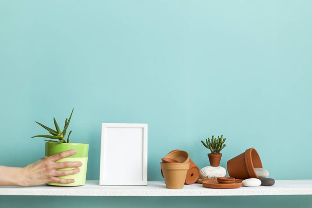 White shelf against pastel turquoise wall with pottery and succulent plant. Hand putting down potted succulent plant. - Foto, imagen