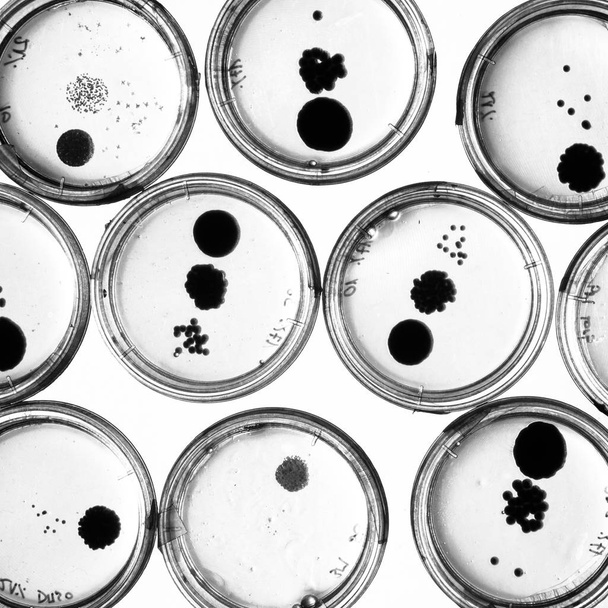 petri yemeklerinde büyüyen bakteriler. - Fotoğraf, Görsel