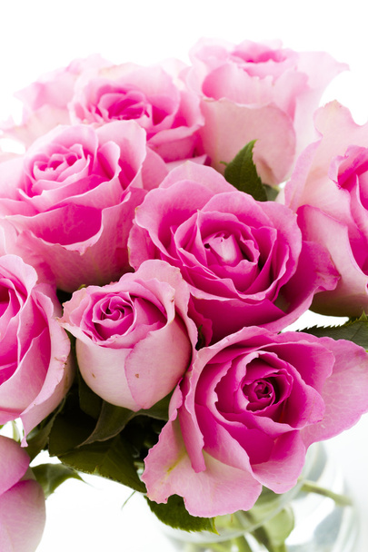 Rose rosa
 - Foto, immagini