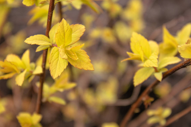 Small yellow leaves on the branches. - 写真・画像