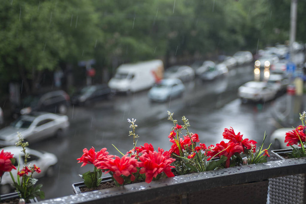 červené květiny v košíku na balkóně s výhledem na ulici. deštivý den - Fotografie, Obrázek