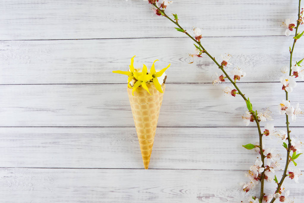 Blossoming apricot and ice-cream. - 写真・画像