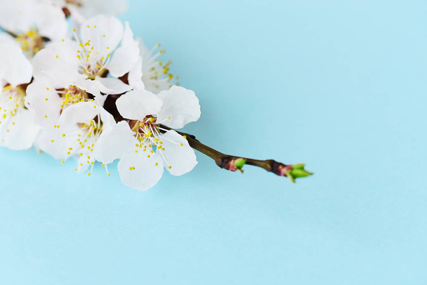Cherry branch with blooming flowers on pastel background - Photo, Image