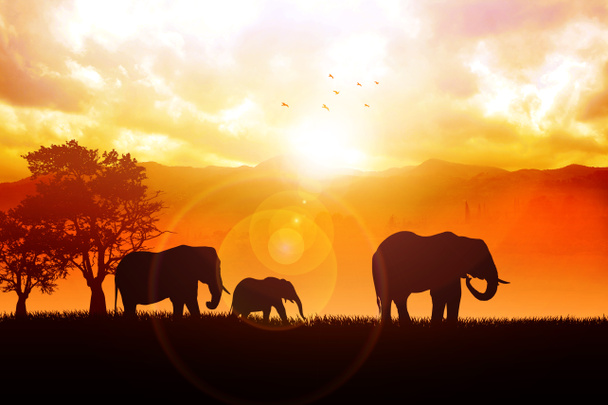 elefántok - Fotó, kép