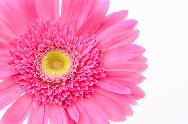 Pink gerbera daisy - Photo, Image
