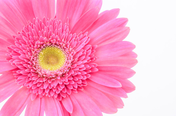 rózsaszín gerbera százszorszép - Fotó, kép