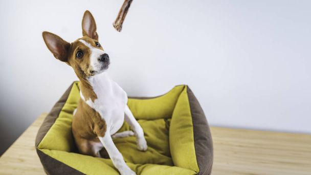 Basenji cute puppy dog sitting in dog mat and waiting his treat at white wall background. Wide. - Фото, зображення