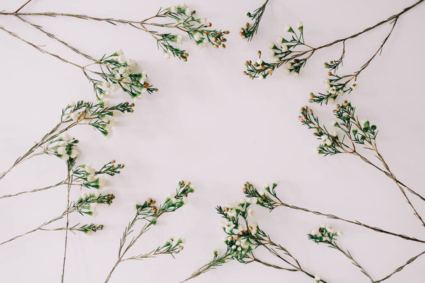 Green branches and leaves on white background. Floral frame. Flat lay, top view, copy space - Foto, Imagem
