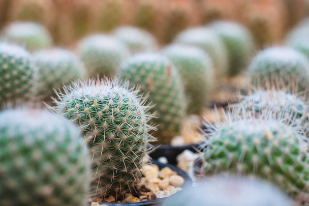 Close-up selectieve focus van rijen van kleine groene cactus groeien t - Foto, afbeelding