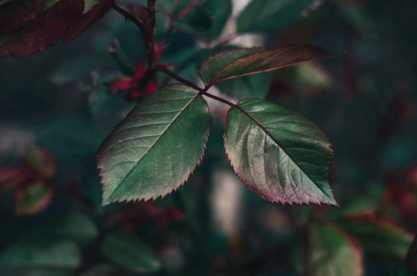 Wild roses leaves. Spring time - Photo, Image