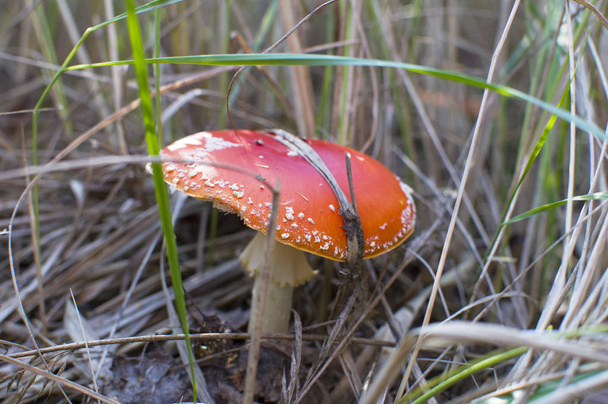 Червоний гриб літає в лісі
 - Фото, зображення