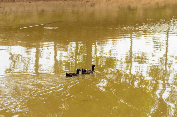 Duck is in the river - Zdjęcie, obraz