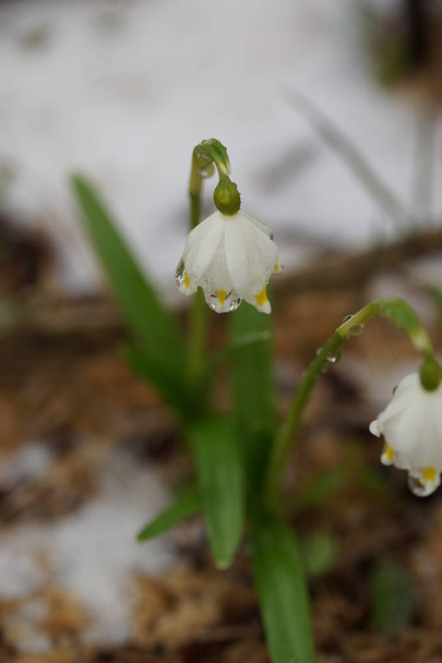 Snowdrops, primroses in spring. - Photo, Image